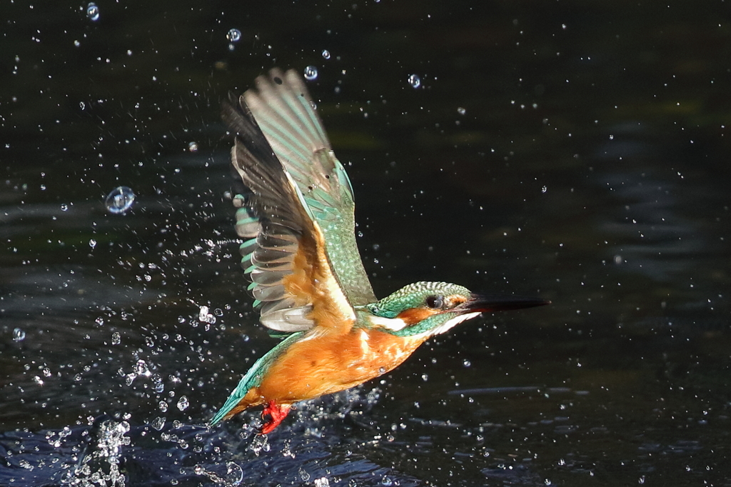 カワセミダイブ④