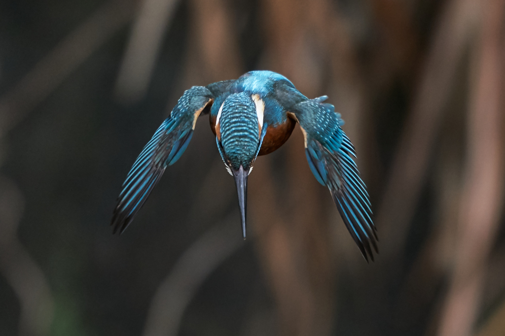飛び出しから着水まで②