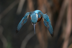 飛び出しから着水まで②