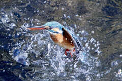 カワセミ水上がり3