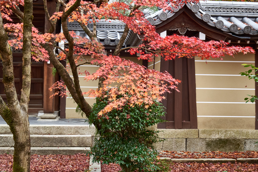 永観堂の紅葉