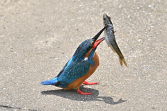 大漁