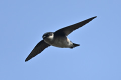 空飛ぶペンギン