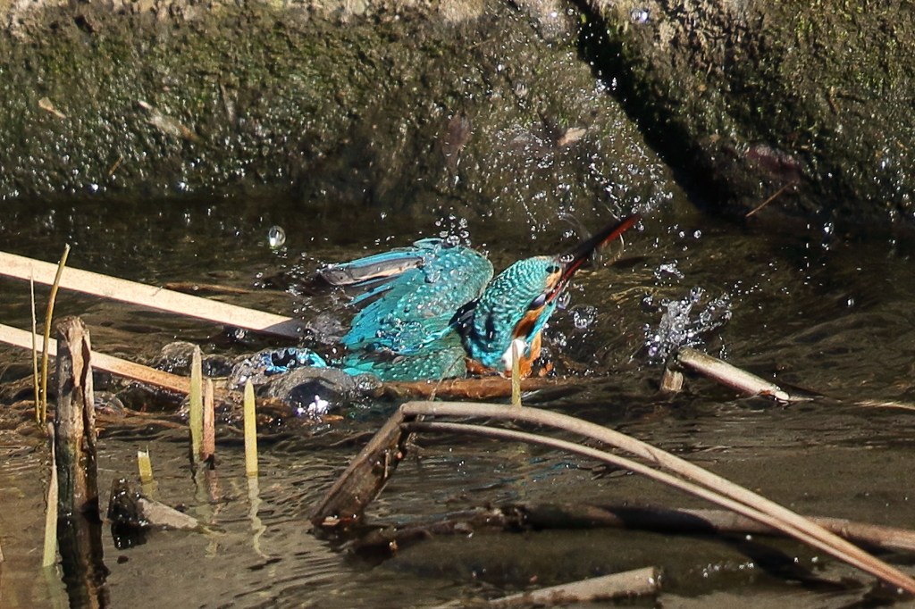 カワセミダイブ１