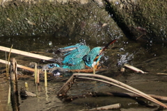 カワセミダイブ１