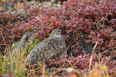 チングルマの紅葉とライチョウ