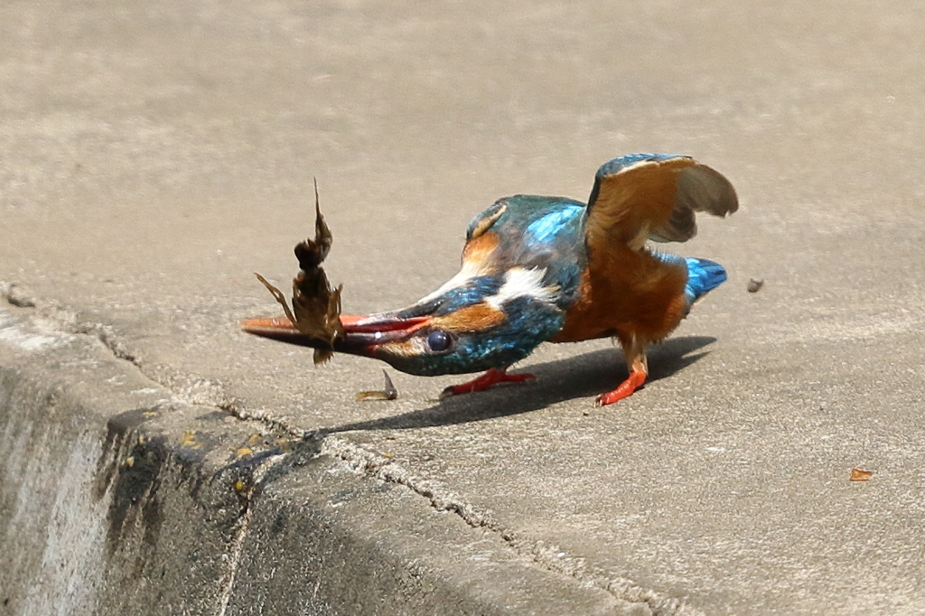 カワセミのランチ