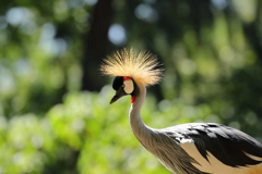 オアフ島の野鳥（４）