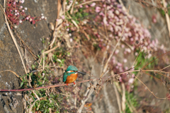 カワセミ留まりもの