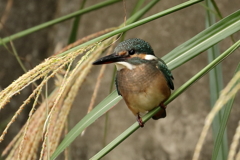 ススキの穂と若いお嬢さん