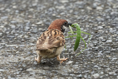 カマキリを食べる雀