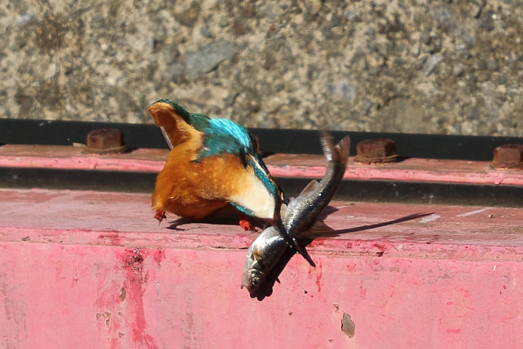 大食いのカワセミ