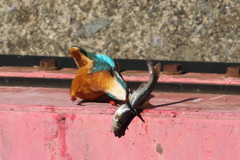 大食いのカワセミ