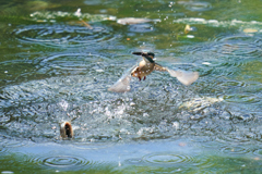 ドジョウ取り逃がし②