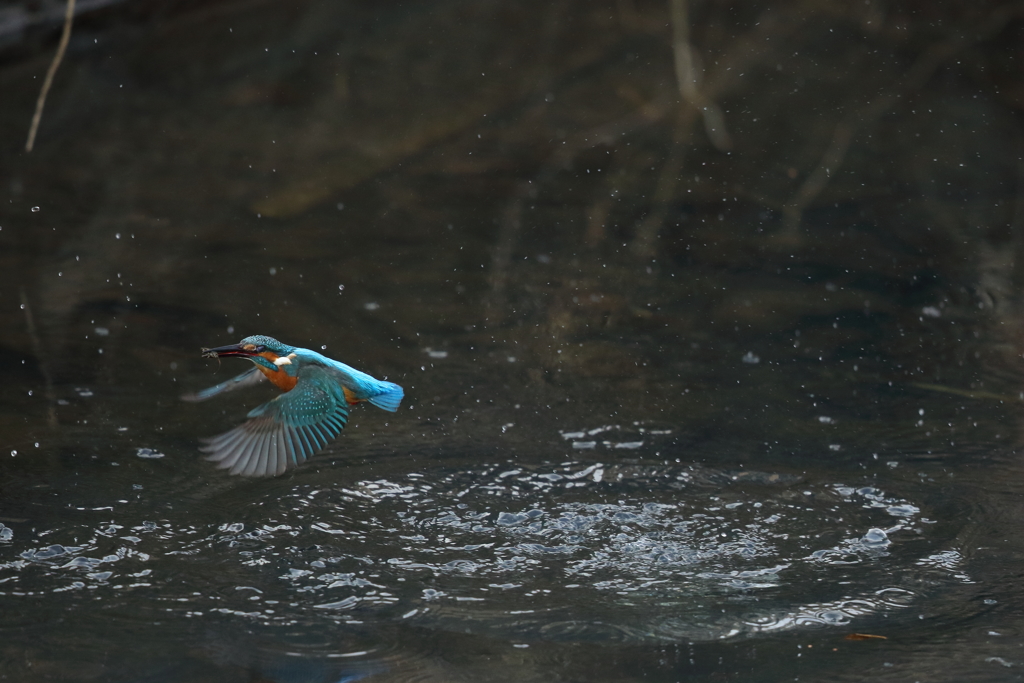 カワセミダイブ９