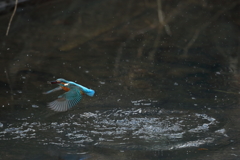 カワセミダイブ９