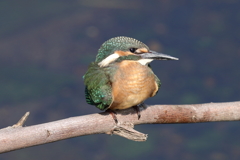 カワセミ幼鳥