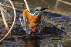 カワセミダイビング５