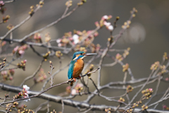 桜とカワセミ