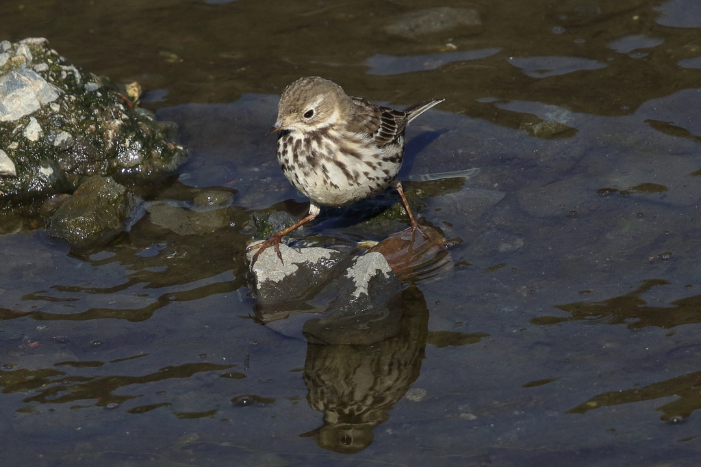 タヒバリ？　たぶんビンズイ