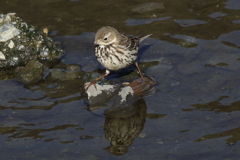 タヒバリ？　たぶんビンズイ