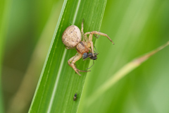 アリを食べる蜘蛛