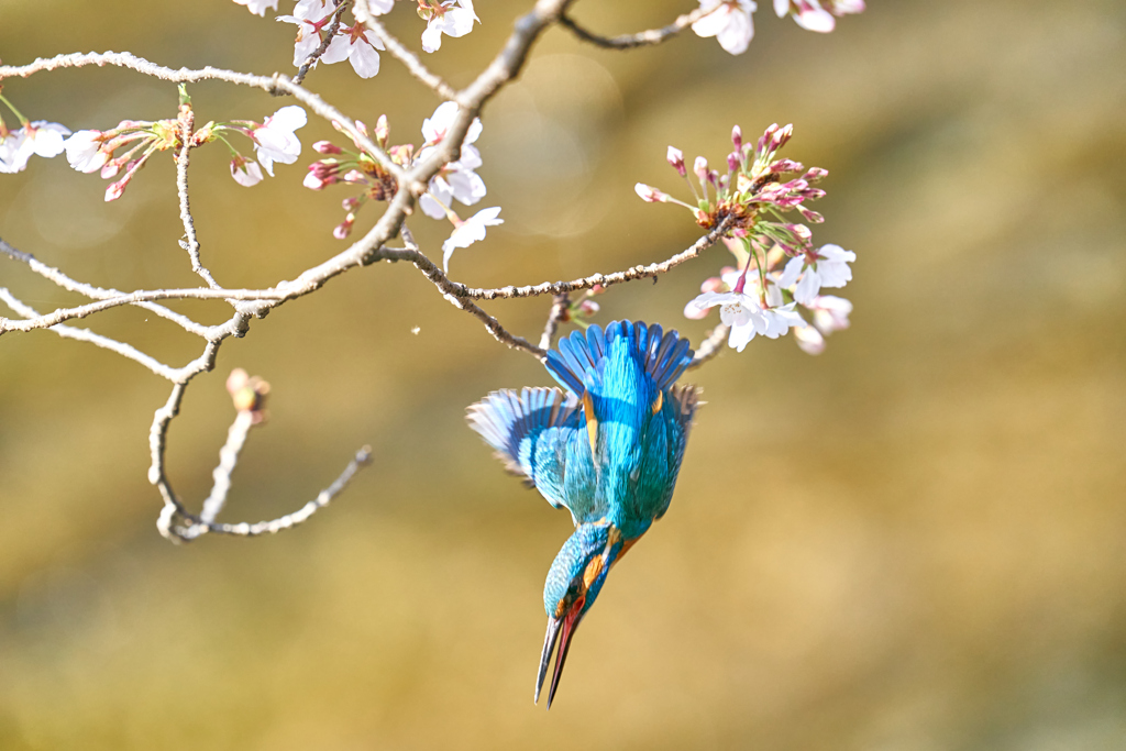 桜カワセミ１