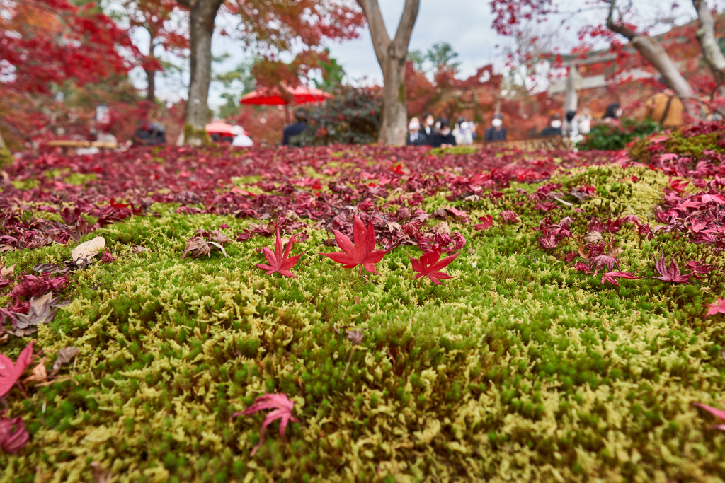 古都の紅葉