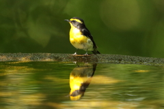 弘法山公園の小鳥たち