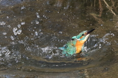 カワセミの水浴び２