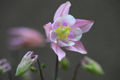 庭の花①