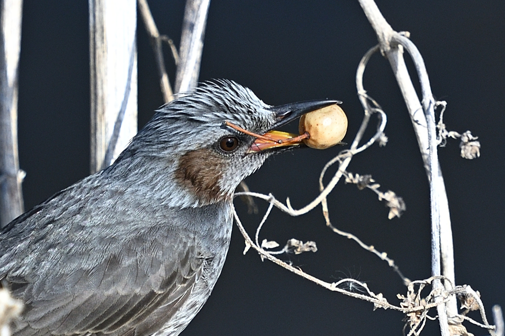ナンキンハゼの実を食べるヒヨドリ