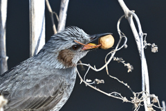 ナンキンハゼの実を食べるヒヨドリ