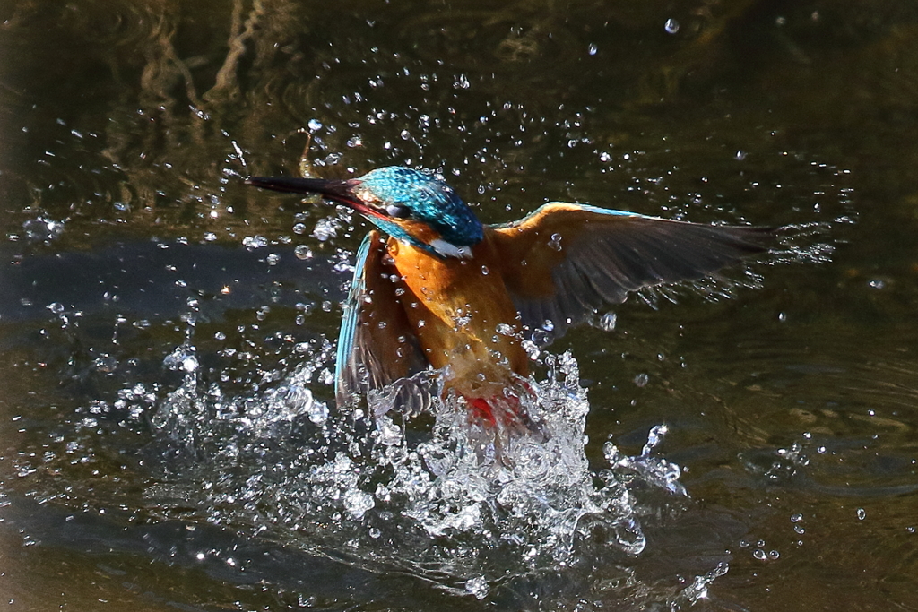 カワセミの水上がり