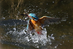 カワセミの水上がり