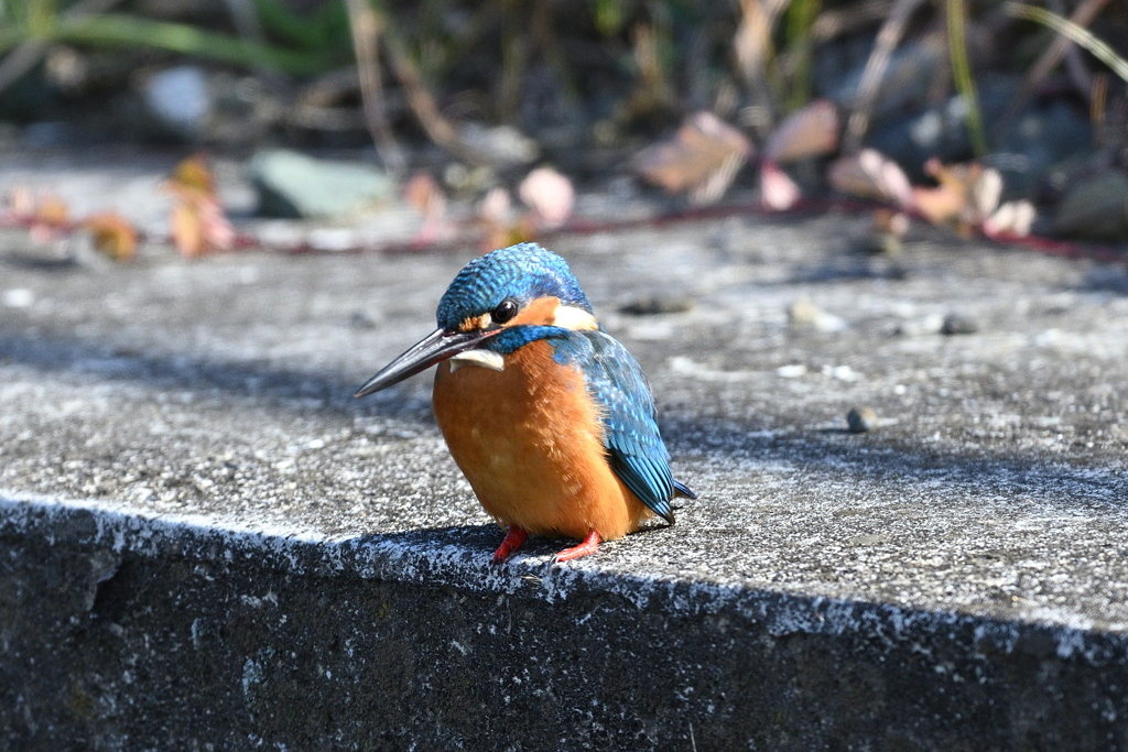 青色ペンギン