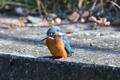 青色ペンギン