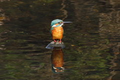 内股のカワセミ