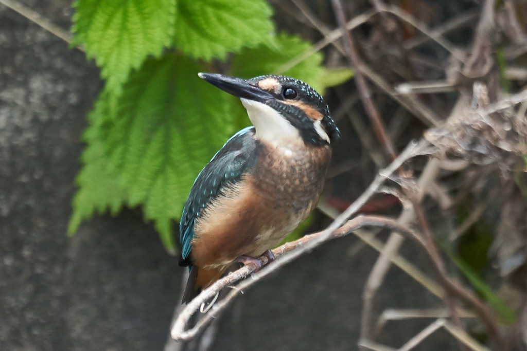 カワセミ幼鳥