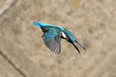 カワセミダイブ8