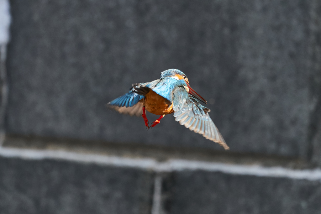 お尻もかわいい