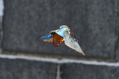 お尻もかわいい