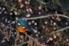 カワセミ留まりもの