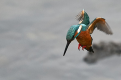 飛び出しから着水まで⑨