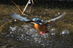 カワセミ水上がり②