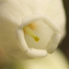 ドウダンツツジの花