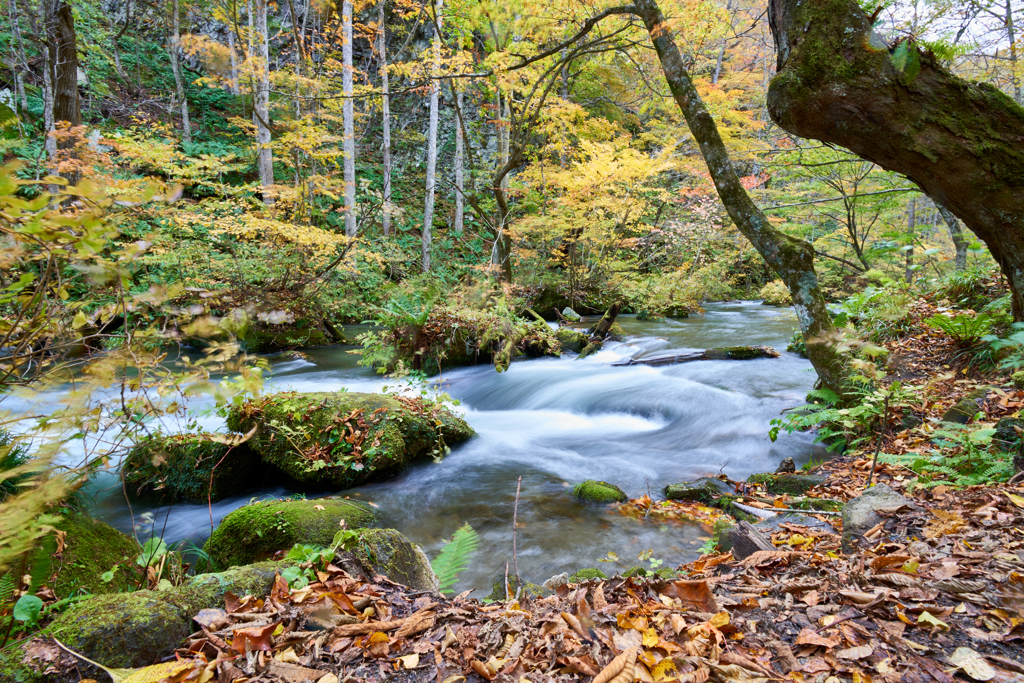奥入瀬渓流の秋