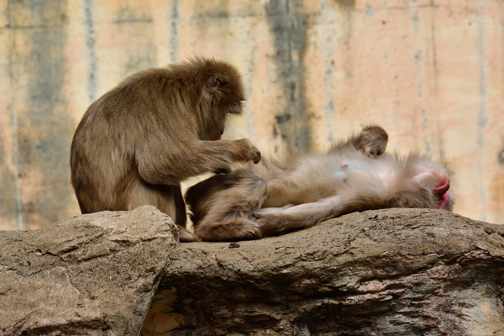 ズーラシアの動物たち③　気持ちいーっ！