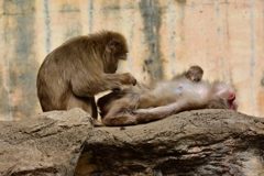 ズーラシアの動物たち③　気持ちいーっ！