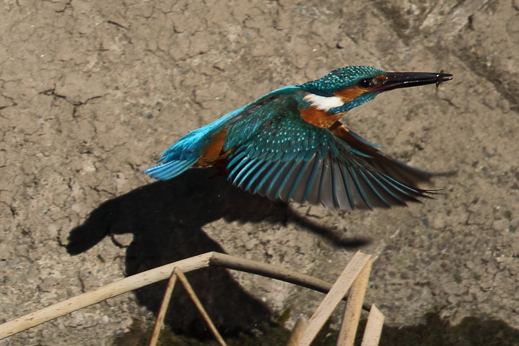 カワセミダイブ１5